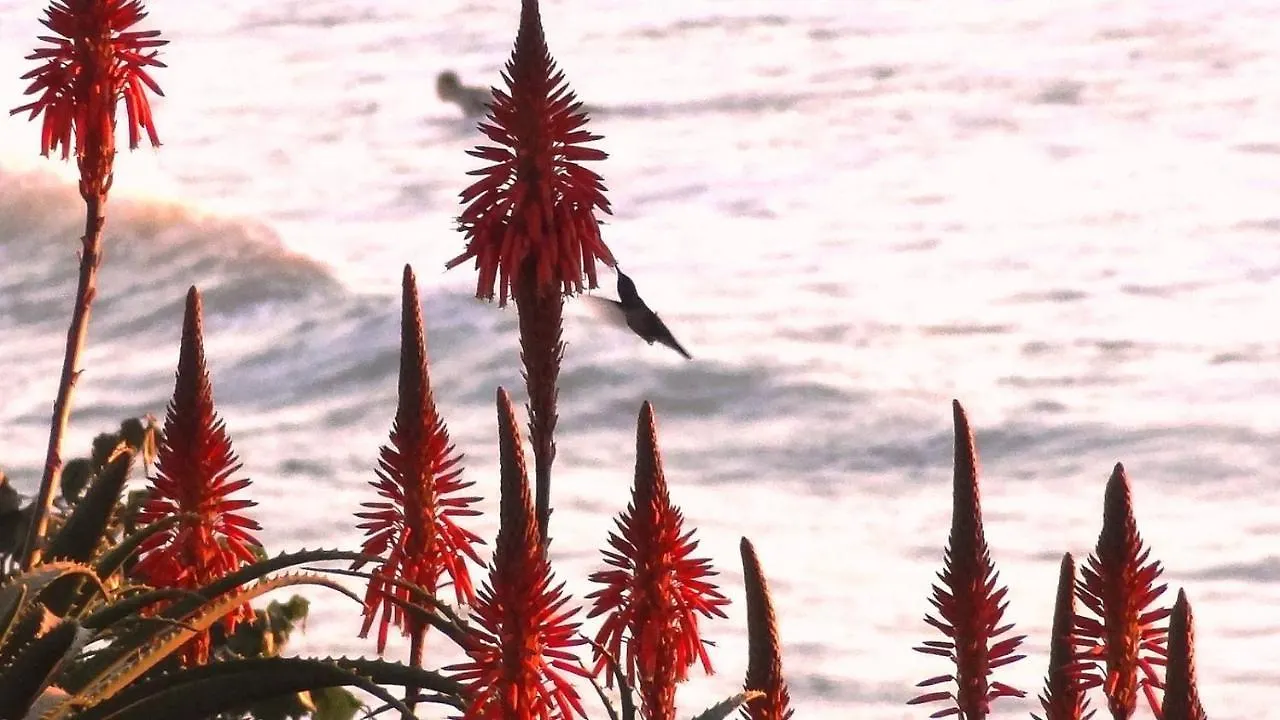 Holiday home Joaquina House - Paraiso Exclusivo Em Floripa Florianopolis